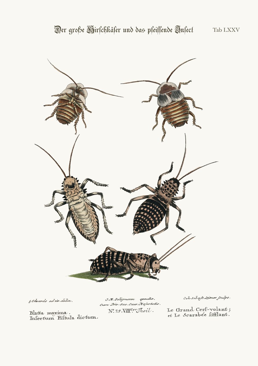 A nagyobb csótány és a fütyülős rovar, 1749-73 alkotó: George Edwards