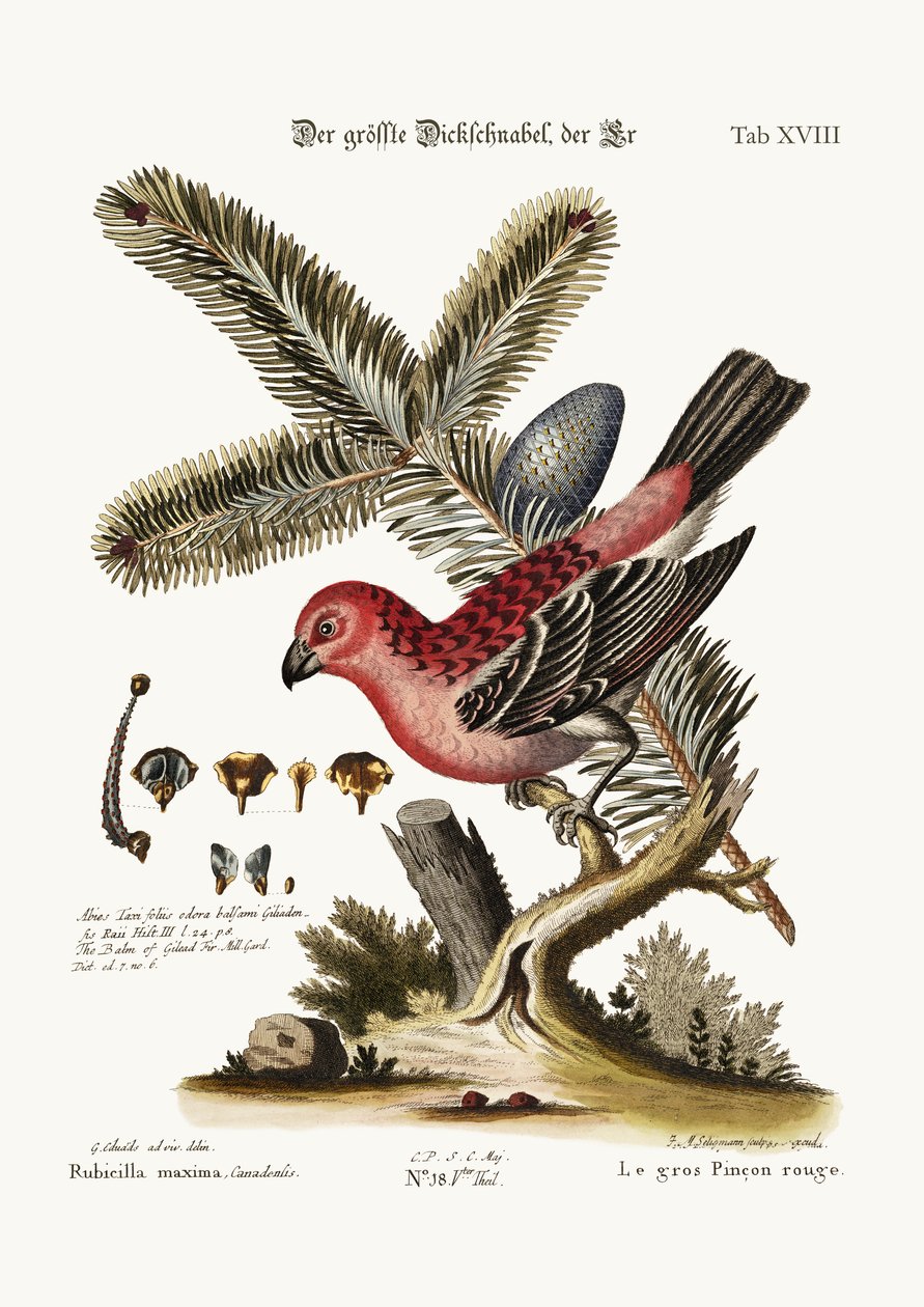 A legnagyobb süvöltő-kakas, 1749-73 alkotó: George Edwards
