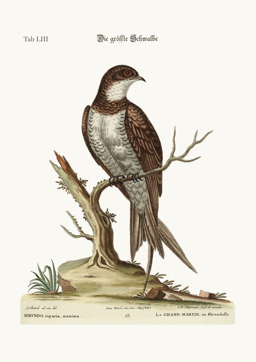 A legnagyobb Márton vagy Swift, 1749-73 alkotó: George Edwards