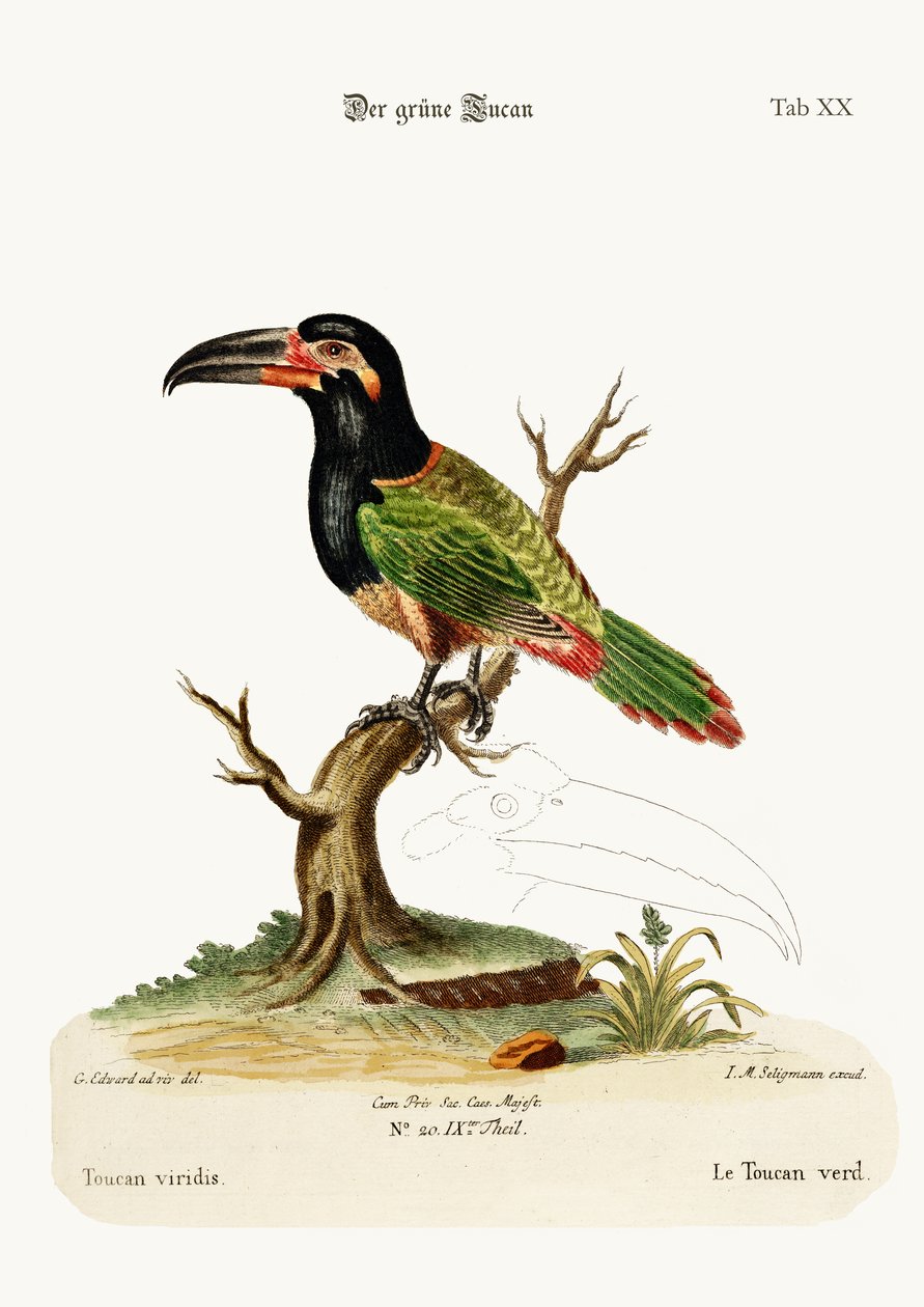 A zöld tukán, 1749-73 alkotó: George Edwards