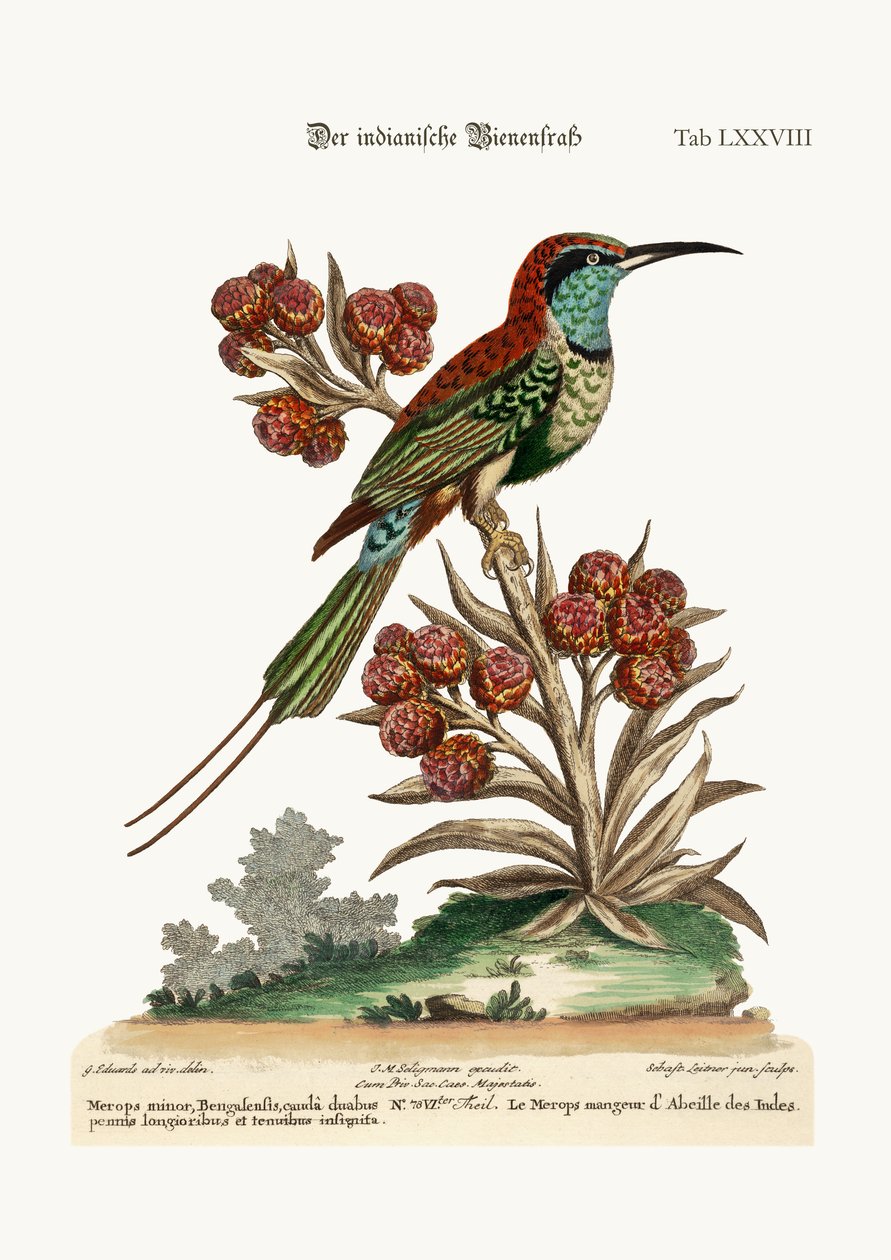 Az indiai méhfaló, 1749-73 alkotó: George Edwards