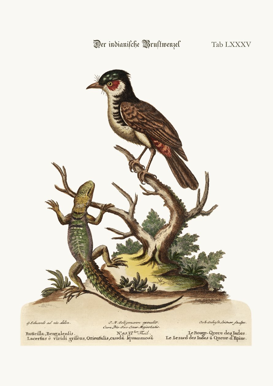 Az indiai Redstart. A tövisfarkú indiángyík, 1749-73 alkotó: George Edwards