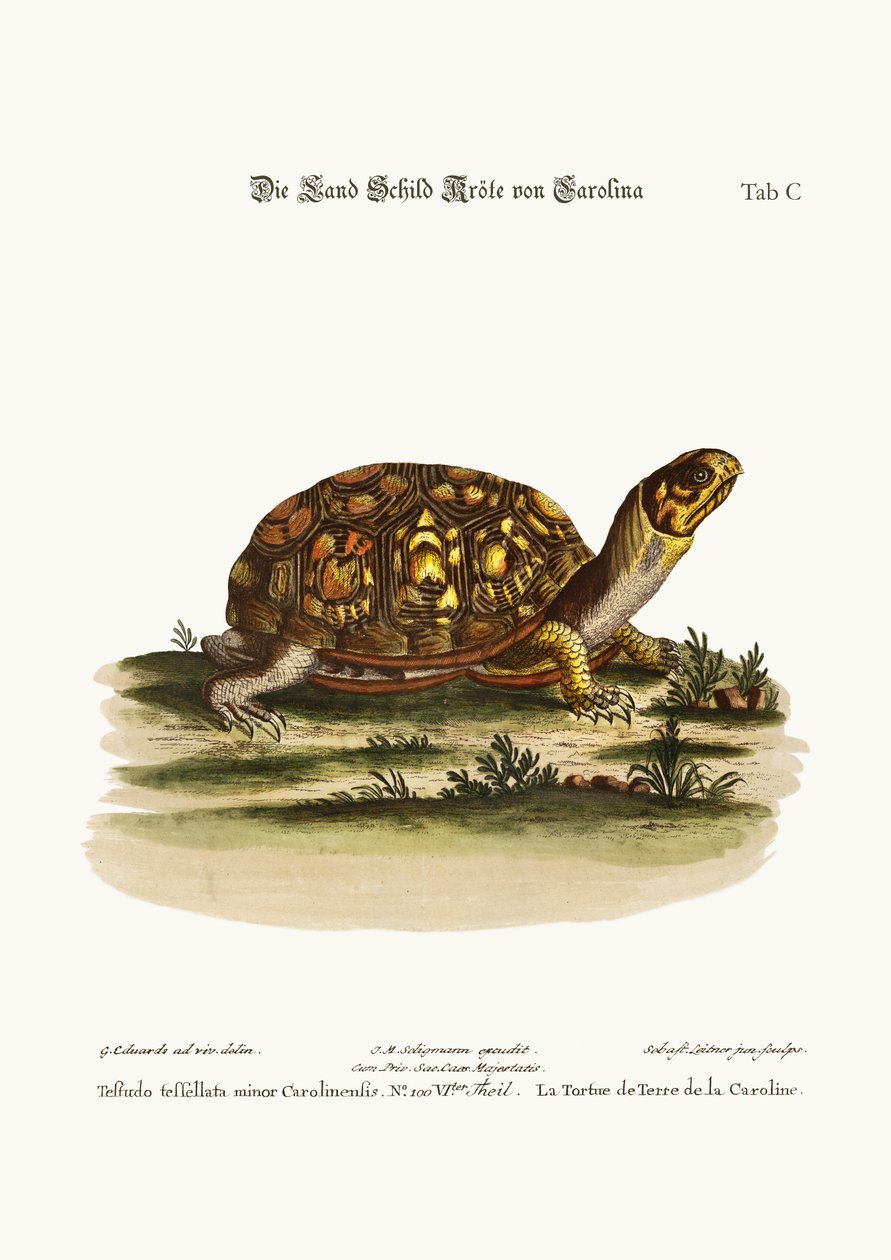 A karolinai szárazföldi teknős, 1749-73 alkotó: George Edwards