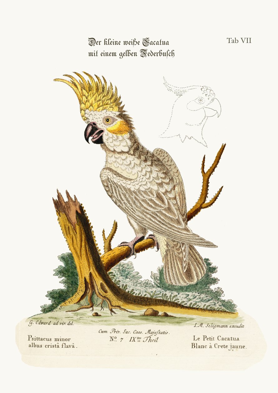 A kis fehér kakadu sárga címerrel, 1749-73 alkotó: George Edwards