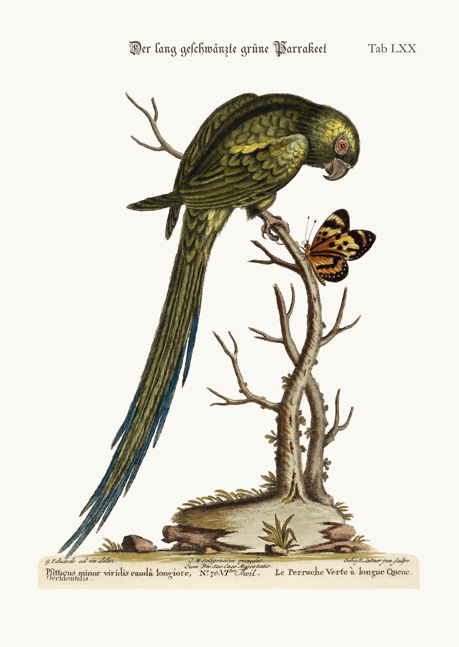 A hosszúfarkú zöld papagáj, 1749-73 alkotó: George Edwards