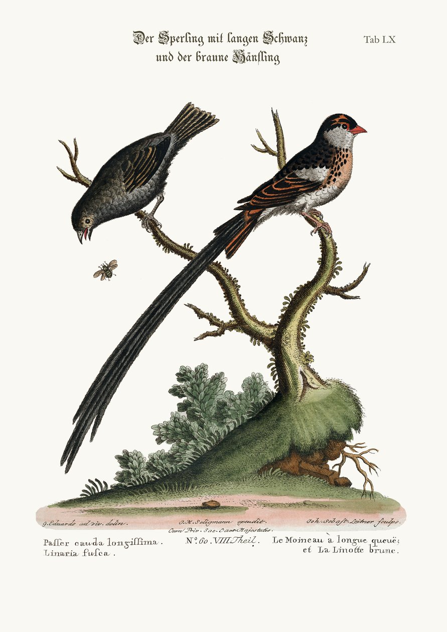 A hosszúfarkú veréb és a szürkésfarkú cinege, 1749-73 alkotó: George Edwards