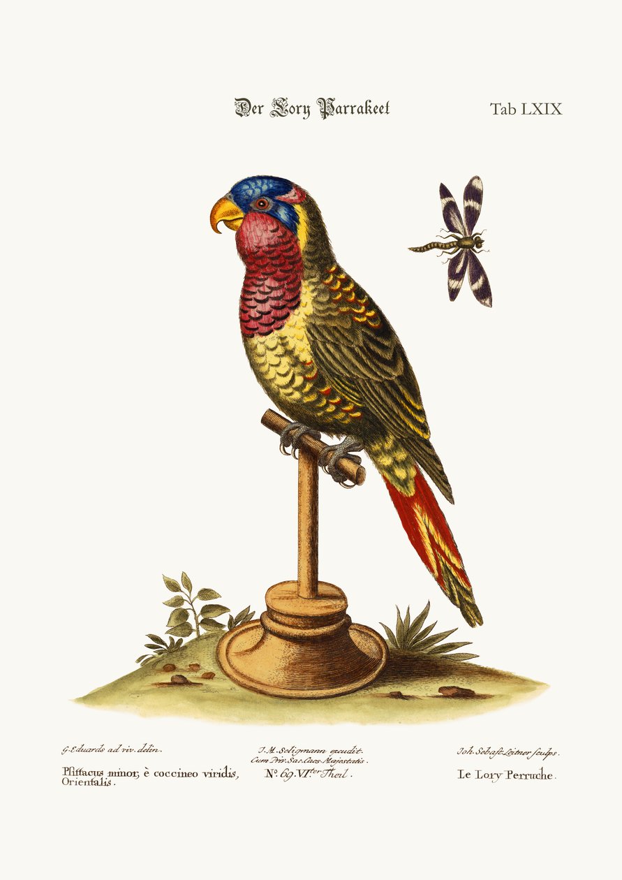 The Lory-Parrakeet, 1749-73 alkotó: George Edwards