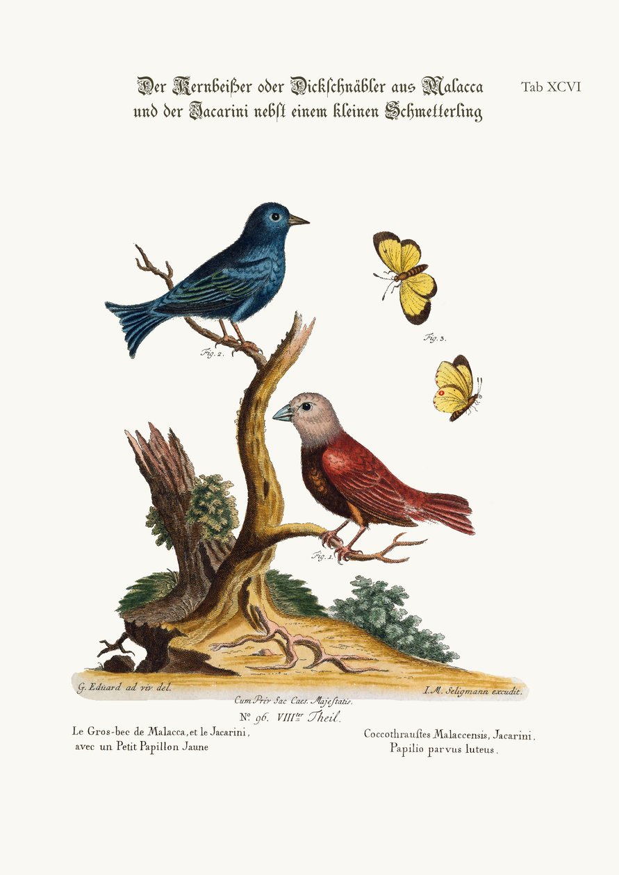 A malaccai ligetszépe, a jakarini és a kis sárga pillangó, 1749-73 alkotó: George Edwards