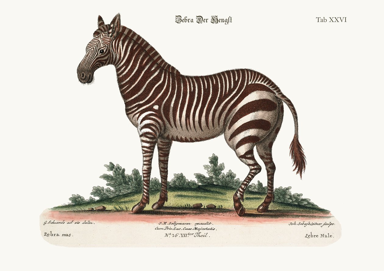 A hím zebra, 1749-73 alkotó: George Edwards