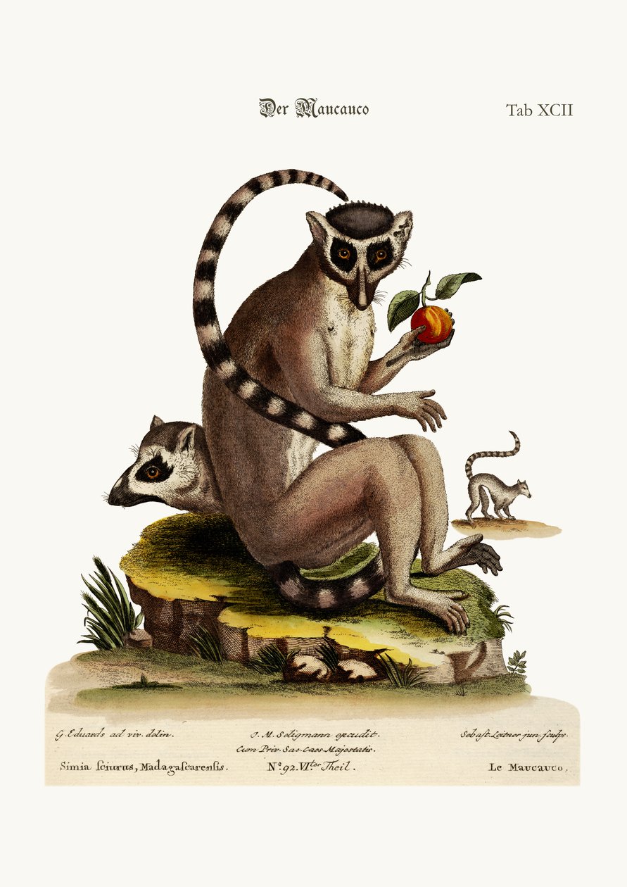 A Maucauco, 1749-73 alkotó: George Edwards