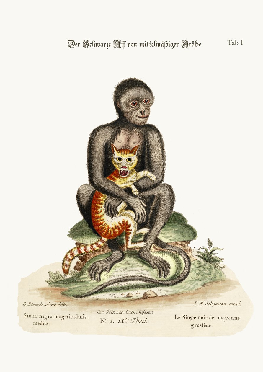 A közepes méretű fekete majom, 1749-73 alkotó: George Edwards
