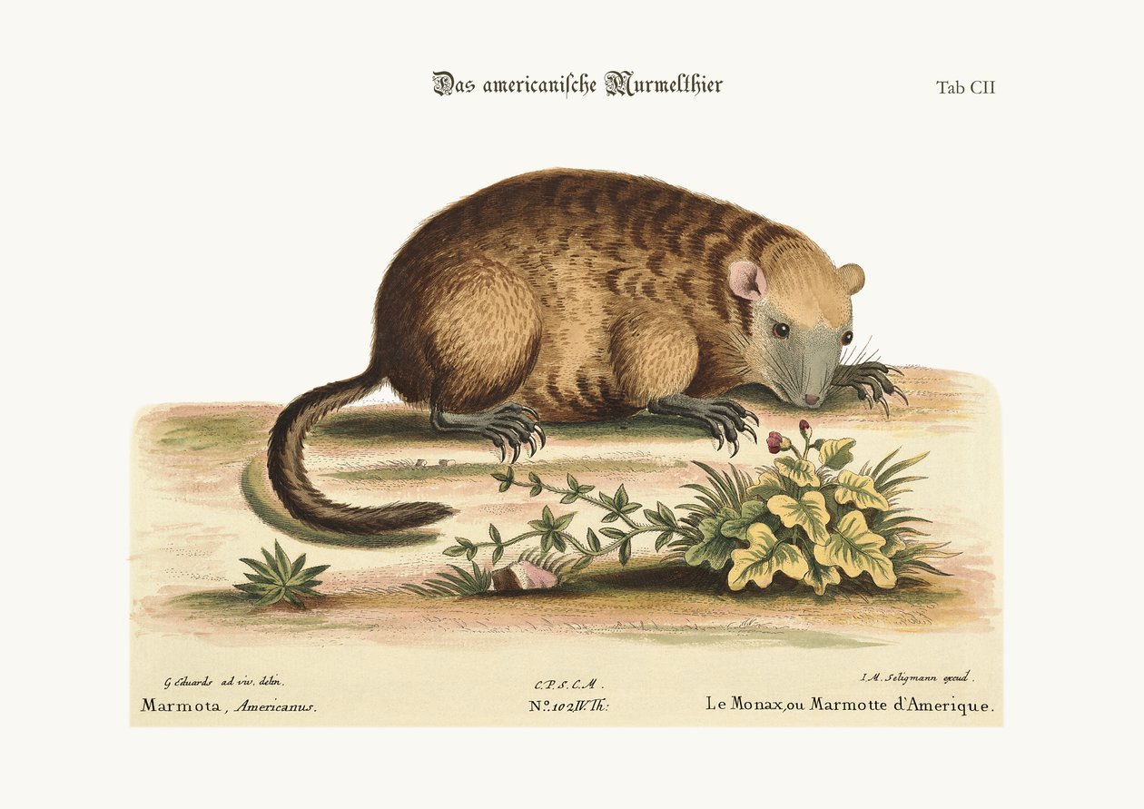 Amerika Monax vagy Marmotte, 1749-73 alkotó: George Edwards