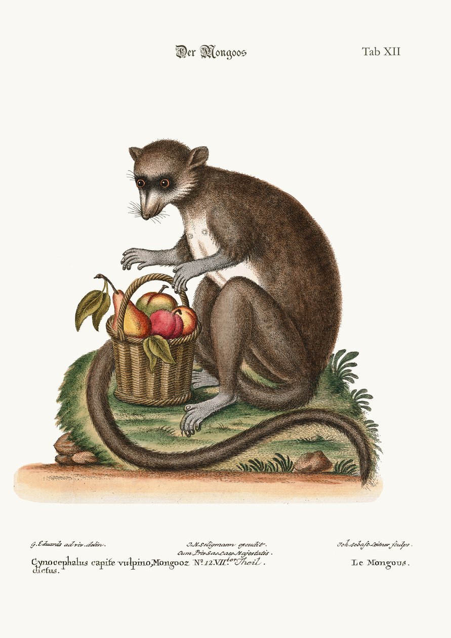 A Mongooz, 1749-73 alkotó: George Edwards