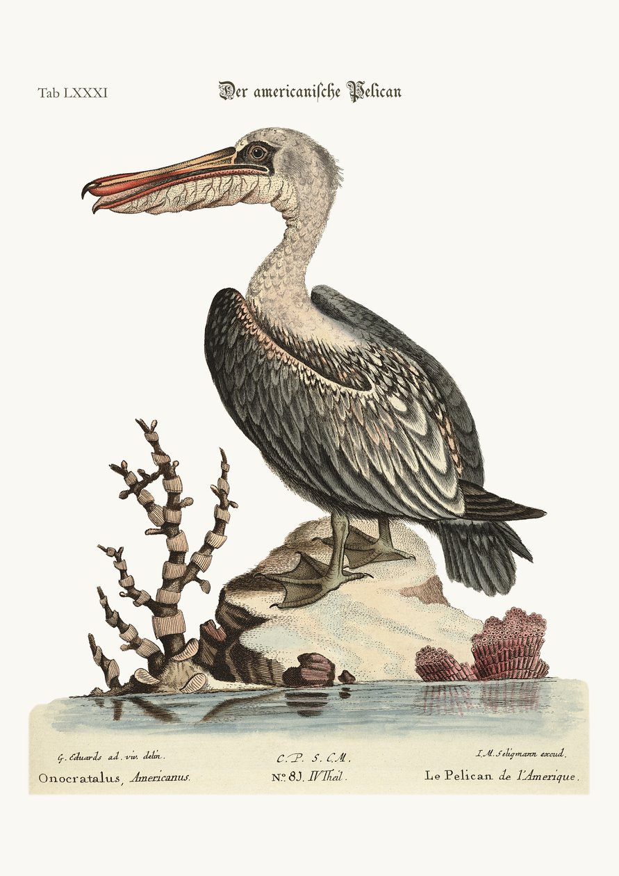 Amerika Pelikánja, 1749-73 alkotó: George Edwards
