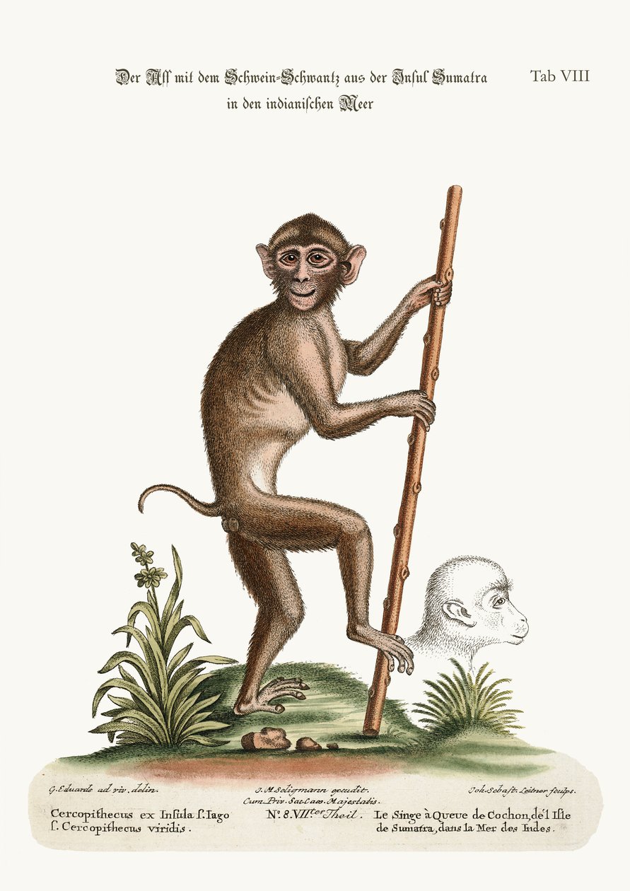 A malacfarkú majom, Szumátra szigetéről, az Indiai-tengerből, 1749-73 alkotó: George Edwards