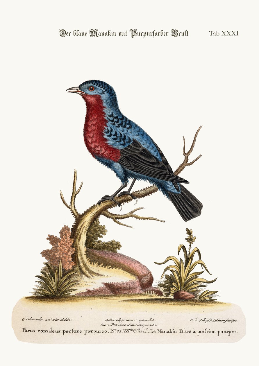 A bíbormellű kék manakin, 1749-73 alkotó: George Edwards