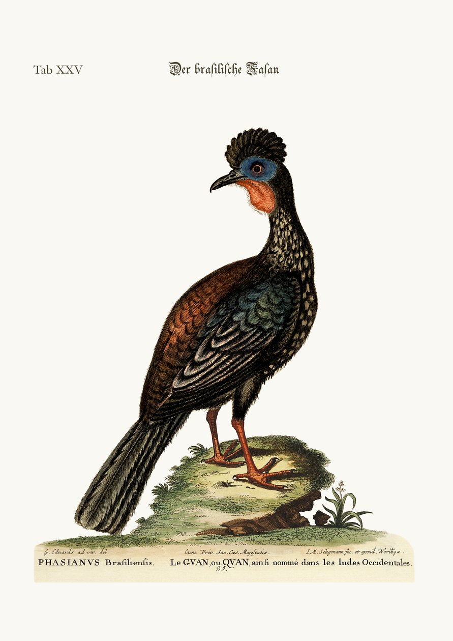 A Quan vagy Guan, 1749-73 alkotó: George Edwards