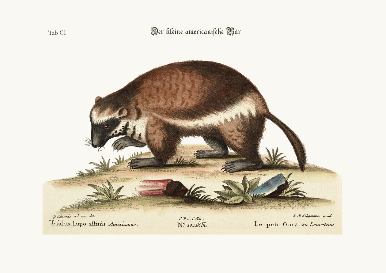 The Quick-Hatch vagy Wolverene, 1749-73 alkotó: George Edwards