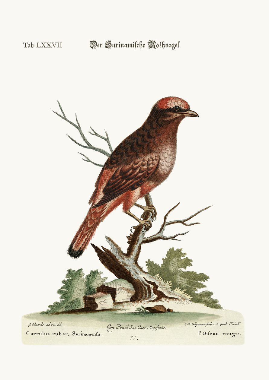 A vörös madár Surinamból, 1749-73 alkotó: George Edwards