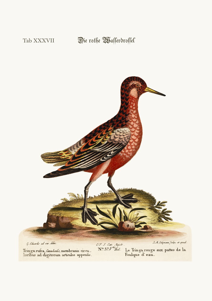 A Vörös Lábú Tringa, 1749-73 alkotó: George Edwards