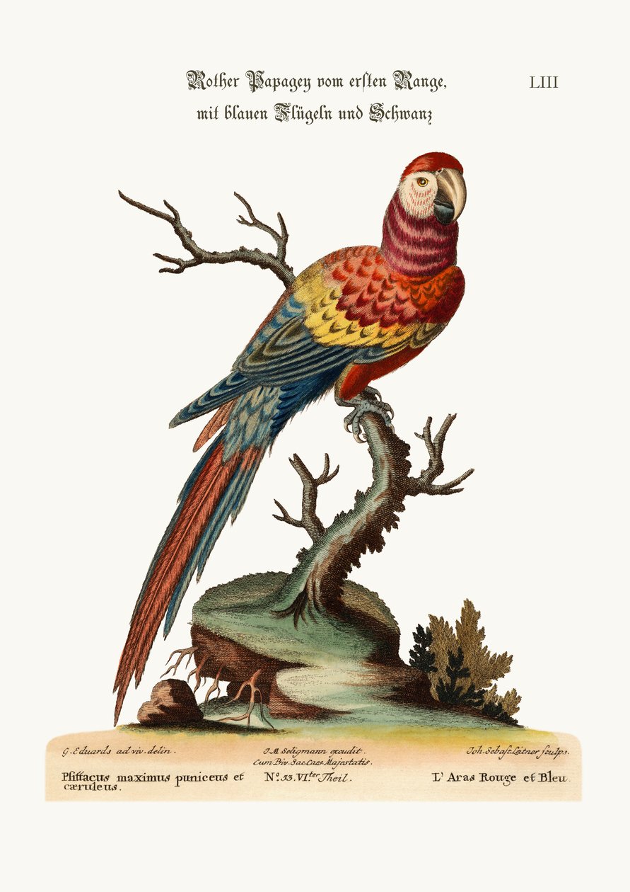 A Vörös és Kék Maccaw, 1749-73 alkotó: George Edwards