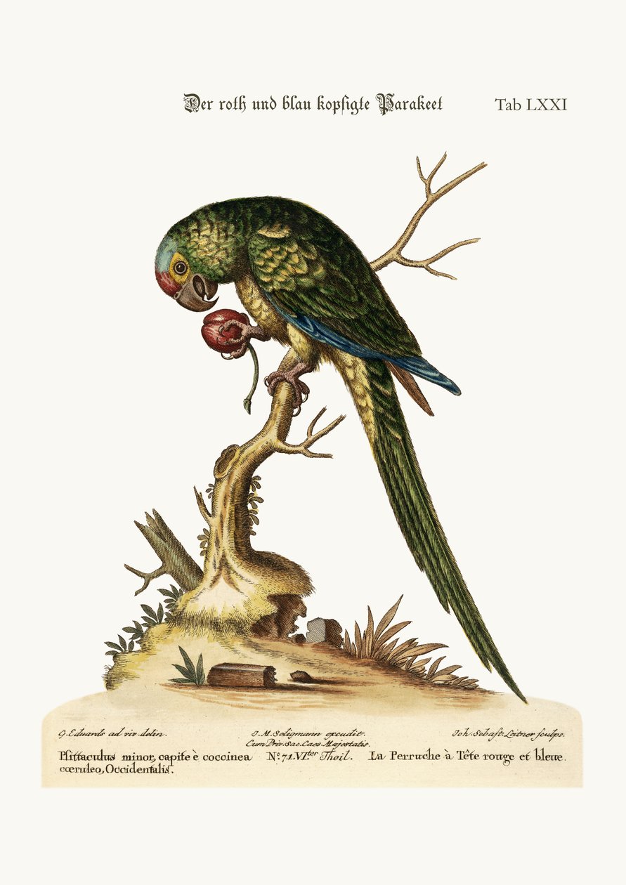A vörös és kékfejű papagáj, 1749-73 alkotó: George Edwards
