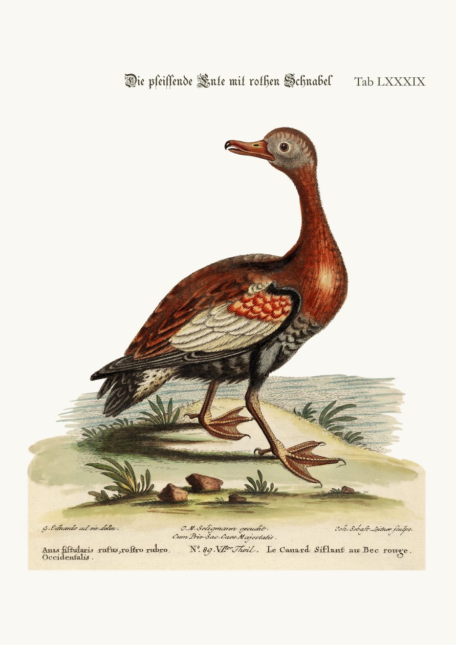 A vöröscsőrű füttykacsa, 1749-73 alkotó: George Edwards