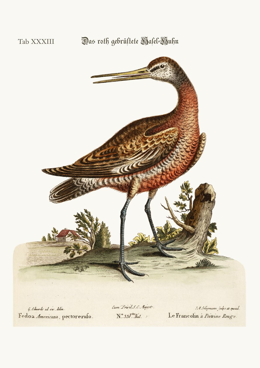 A vörösmellű godwit, 1749-73 alkotó: George Edwards