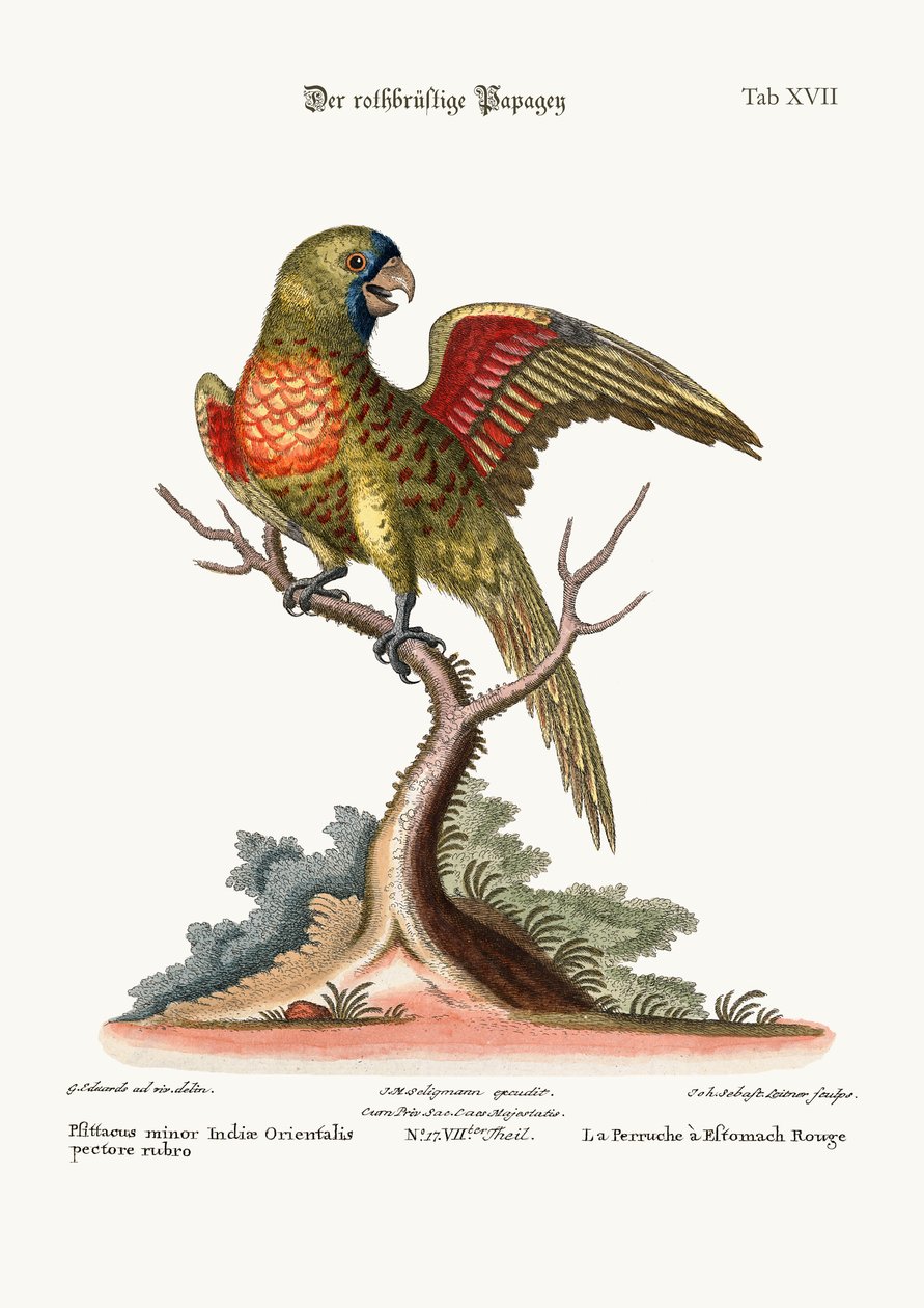 A vörös mellű papagáj, 1749-73 alkotó: George Edwards