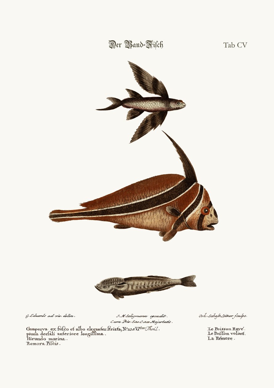 The Ribband-Fish, 1749-73 alkotó: George Edwards