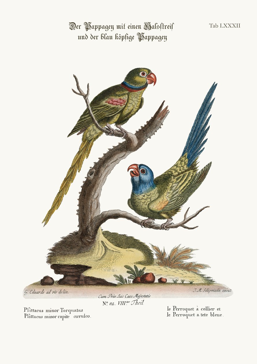 A gyűrűs papagáj és a kékfejű papagáj, 1749-73 alkotó: George Edwards