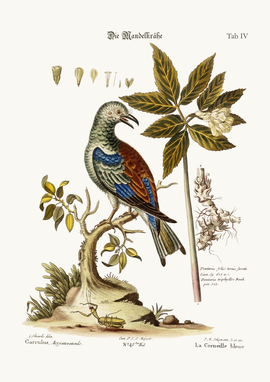 A görgő, 1749-73 alkotó: George Edwards
