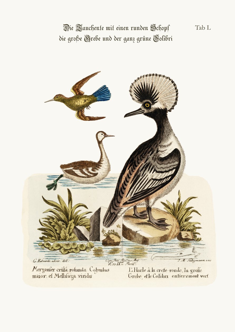 A kerek tarajos réce, a nagypofájú kacsa és a teljesen zöld kolibri, 1749-73 alkotó: George Edwards