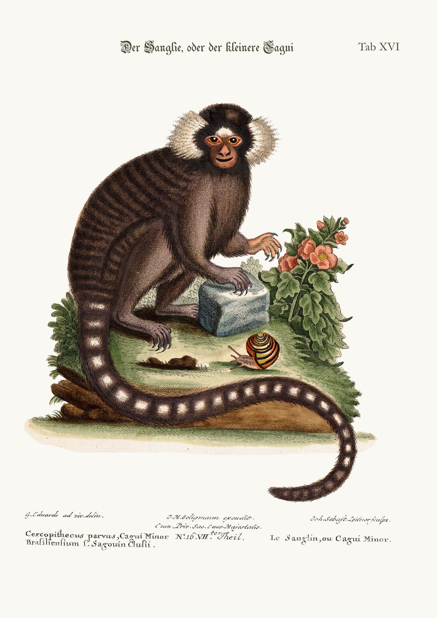 A Sanglin, vagy Cagui Minor, 1749-73 alkotó: George Edwards