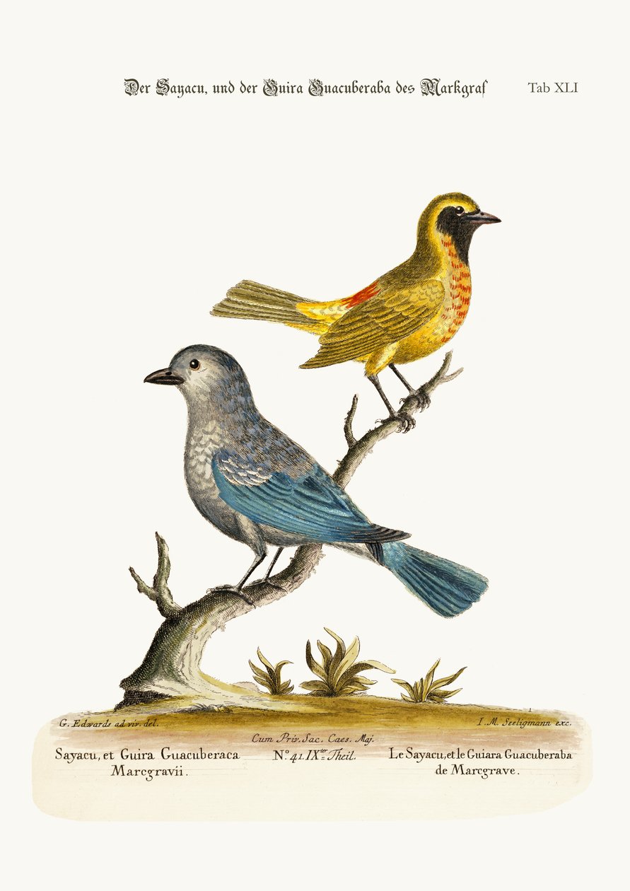 A Sayacu, és a Marcgrave-i Guira Guacuberaba, 1749-73 alkotó: George Edwards
