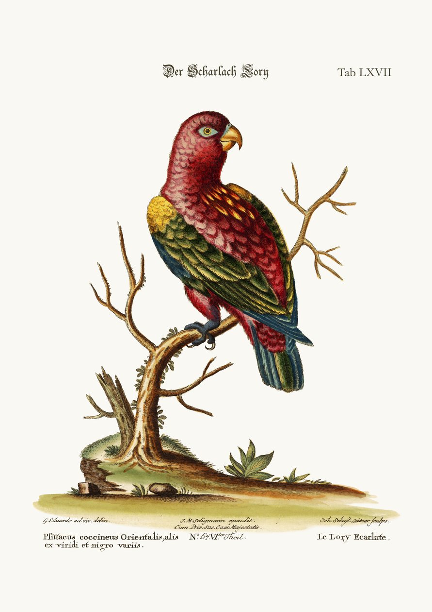 A skarlátvörös lory, 1749-73 alkotó: George Edwards