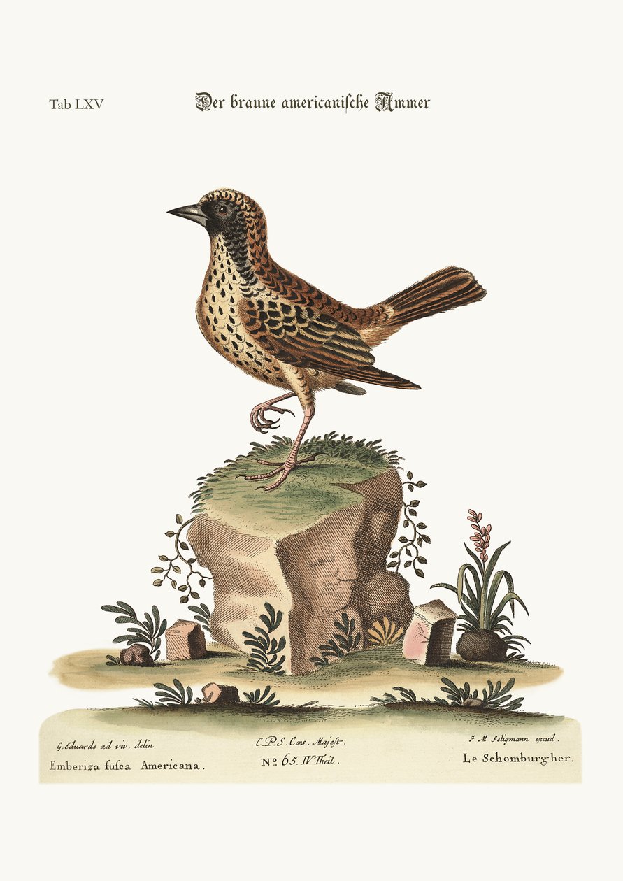 A Schomburger, 1749-73 alkotó: George Edwards