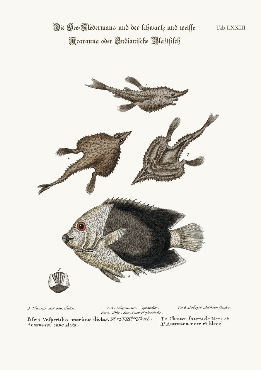 A Sea-Bat és a Pyed Acarauna, 1749-73 alkotó: George Edwards