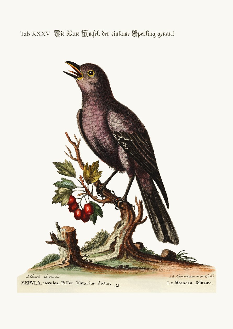 A magányos veréb, 1749-73 alkotó: George Edwards
