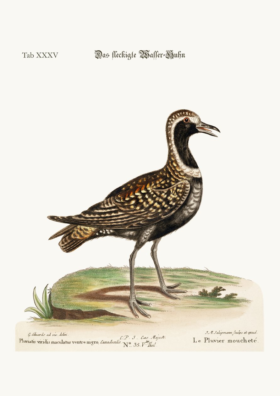A foltos lile, 1749-73 alkotó: George Edwards