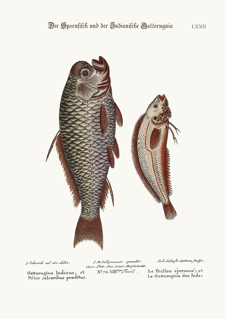 A sarkantyúhal és az indiai Gattorugina, 1749-73 alkotó: George Edwards