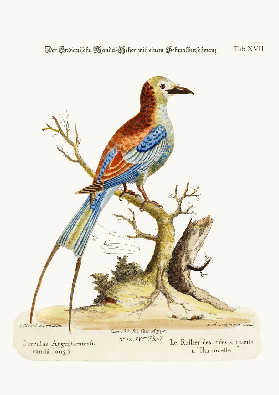 A fecskefarkú indián henger, 1749-73 alkotó: George Edwards