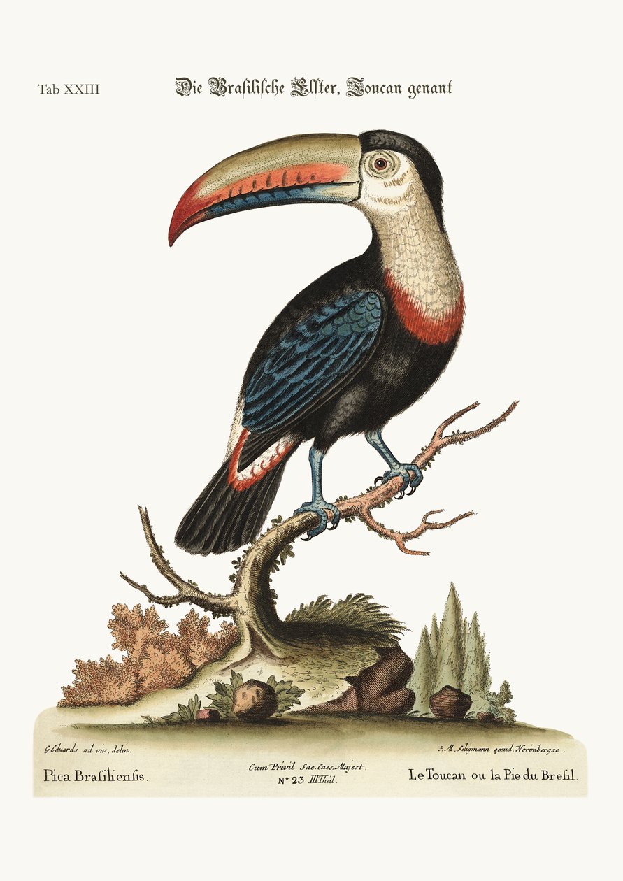 A tukán vagy brazil pye, 1749-73 alkotó: George Edwards