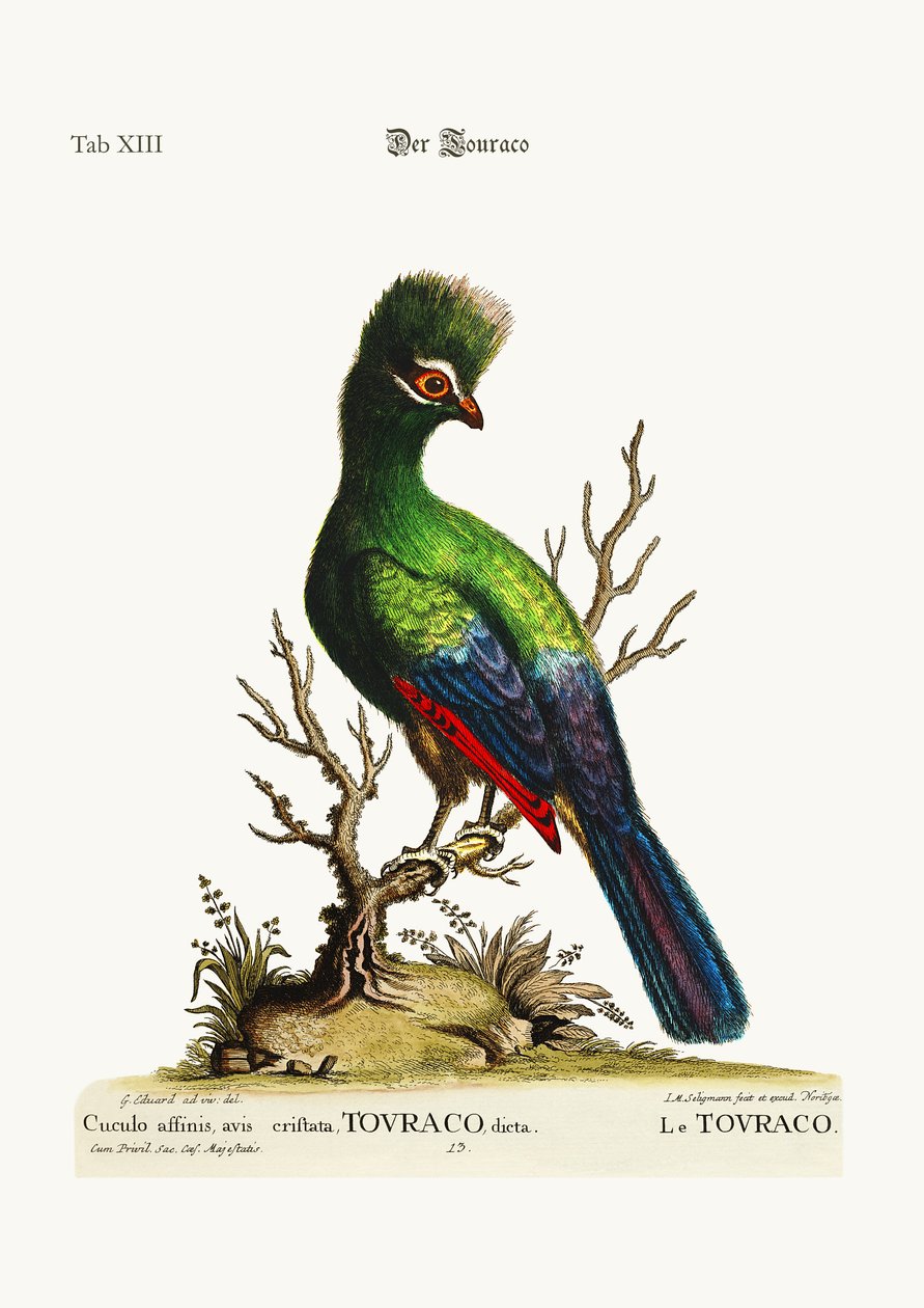 A Touraco, 1749-73 alkotó: George Edwards