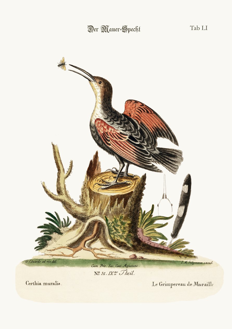 The Wall-creeper, avagy Pókfogó, 1749-73 alkotó: George Edwards