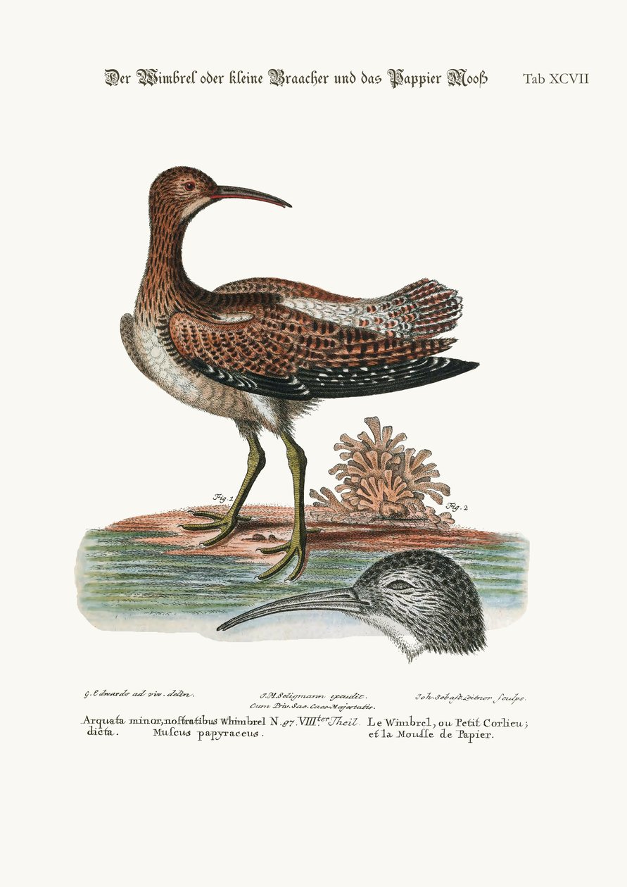 A Whimbrel, vagyis a kis cankó, és a papírmoha, 1749-73 alkotó: George Edwards
