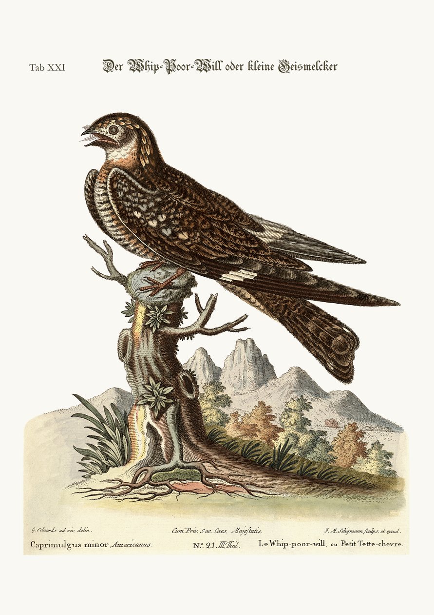 A korbács-szegény akarat vagy kisebb kecskeszívó, 1749-73 alkotó: George Edwards
