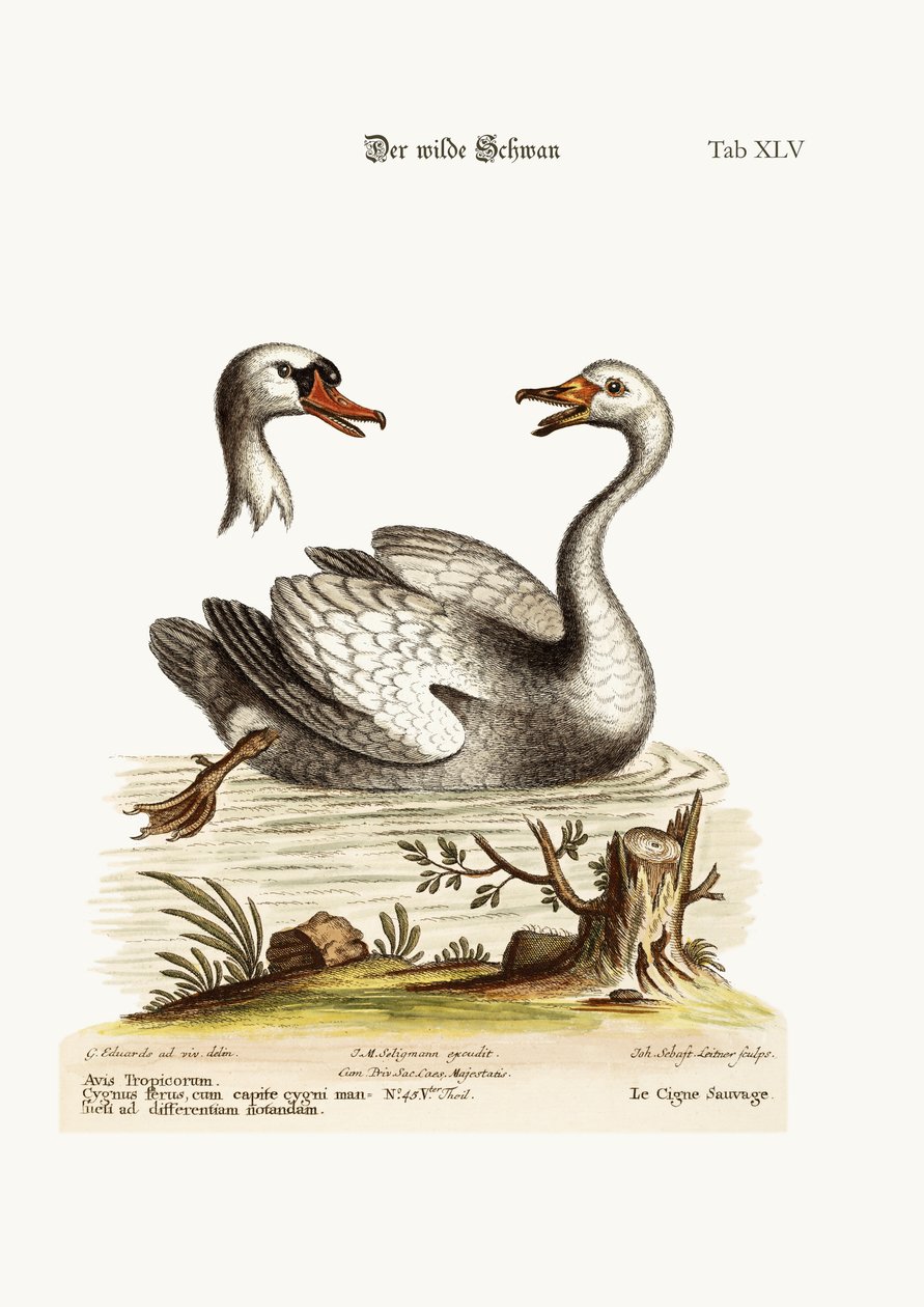 A vadhattyú, 1749-73 alkotó: George Edwards