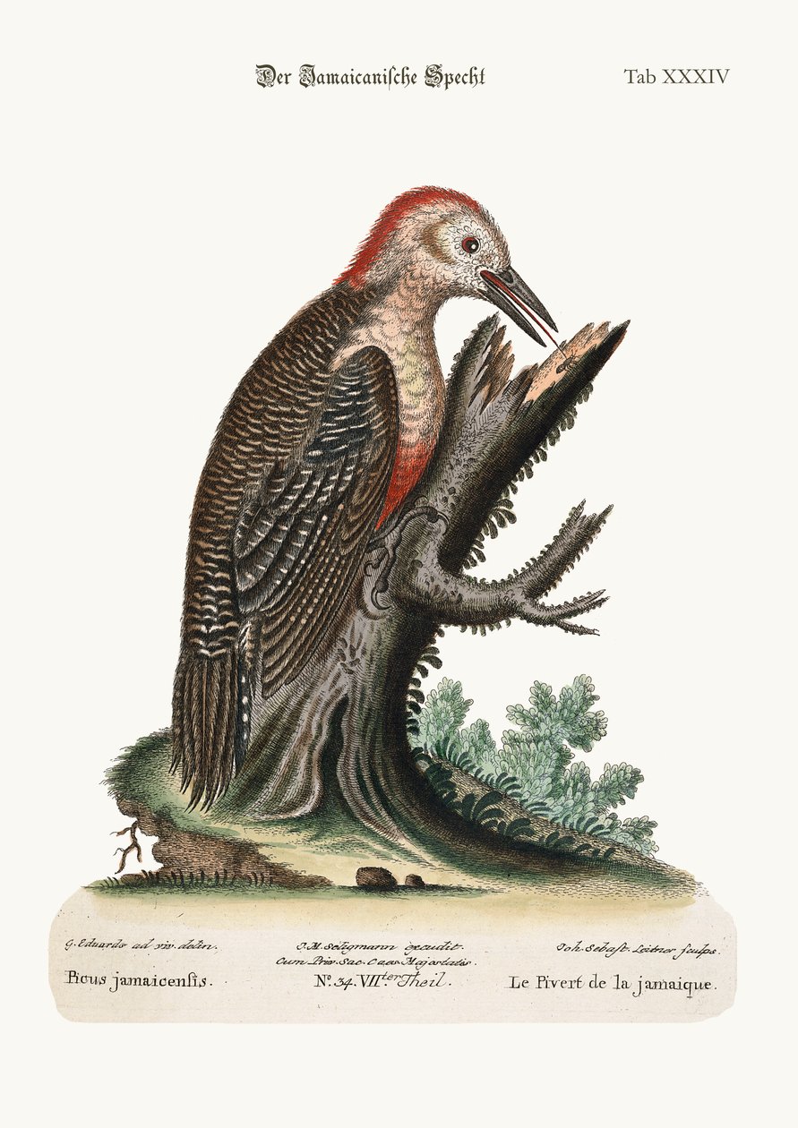 A jamaicai harkály, 1749-73 alkotó: George Edwards