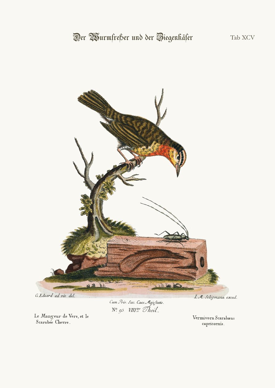 A kukacfaló és a kecskebogár, 1749-73 alkotó: George Edwards